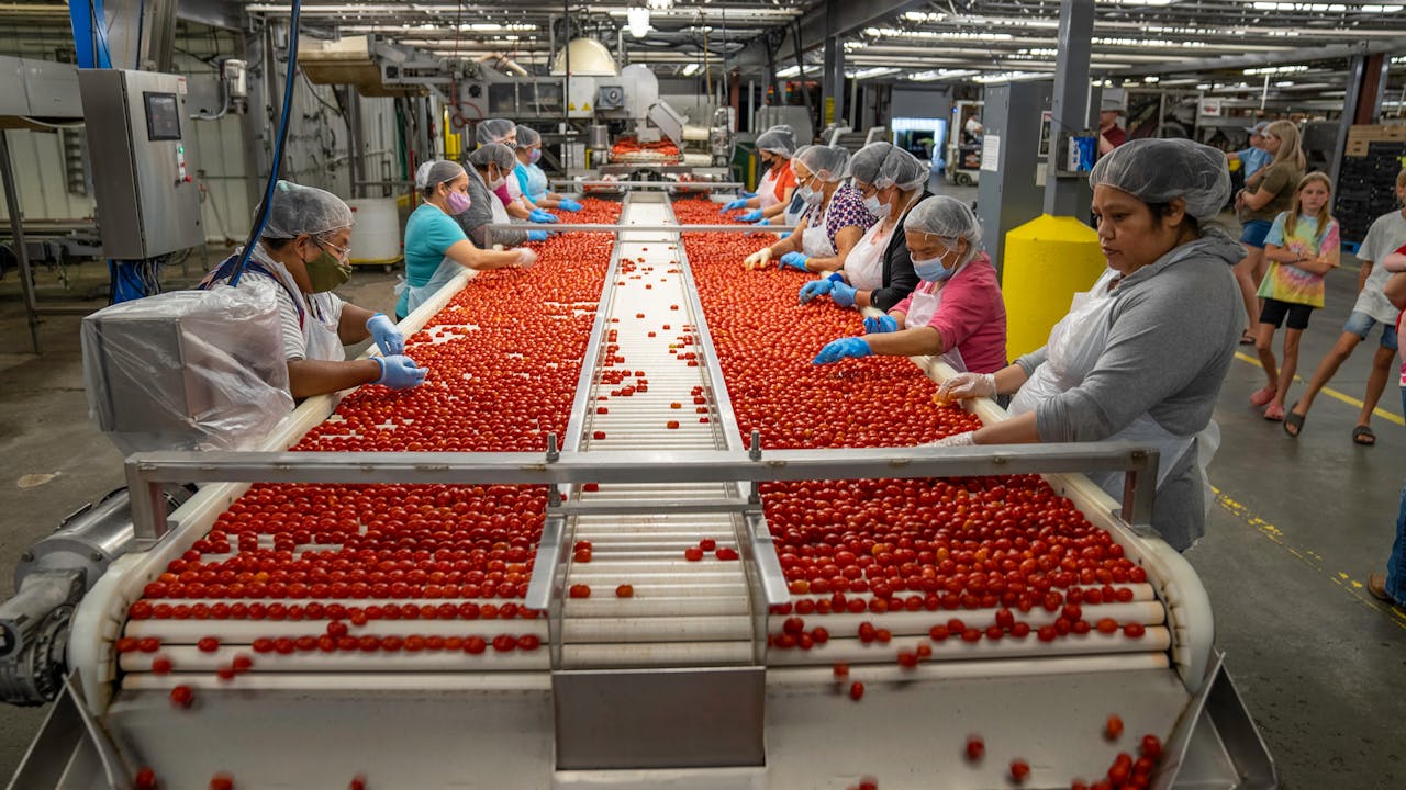 Employees sorting cherry tomatoes on a conveyor belt in a North Carolina facility.